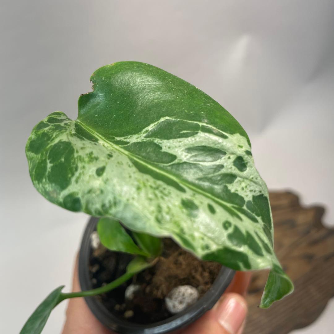 M*z様 a32 品種保証！Bulbasaurモンステラ バルバソー フシギダネ