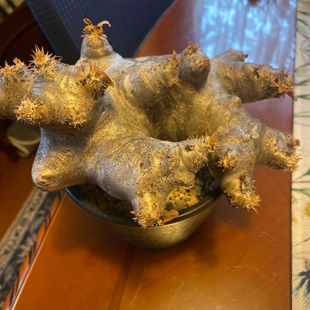 ブレピカリックス 大きめ 現地球 落葉しました