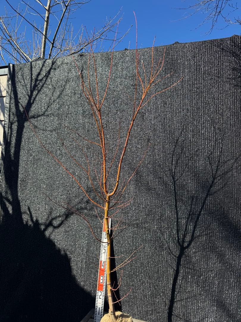 カツラモミジ　大株　【品番3519】