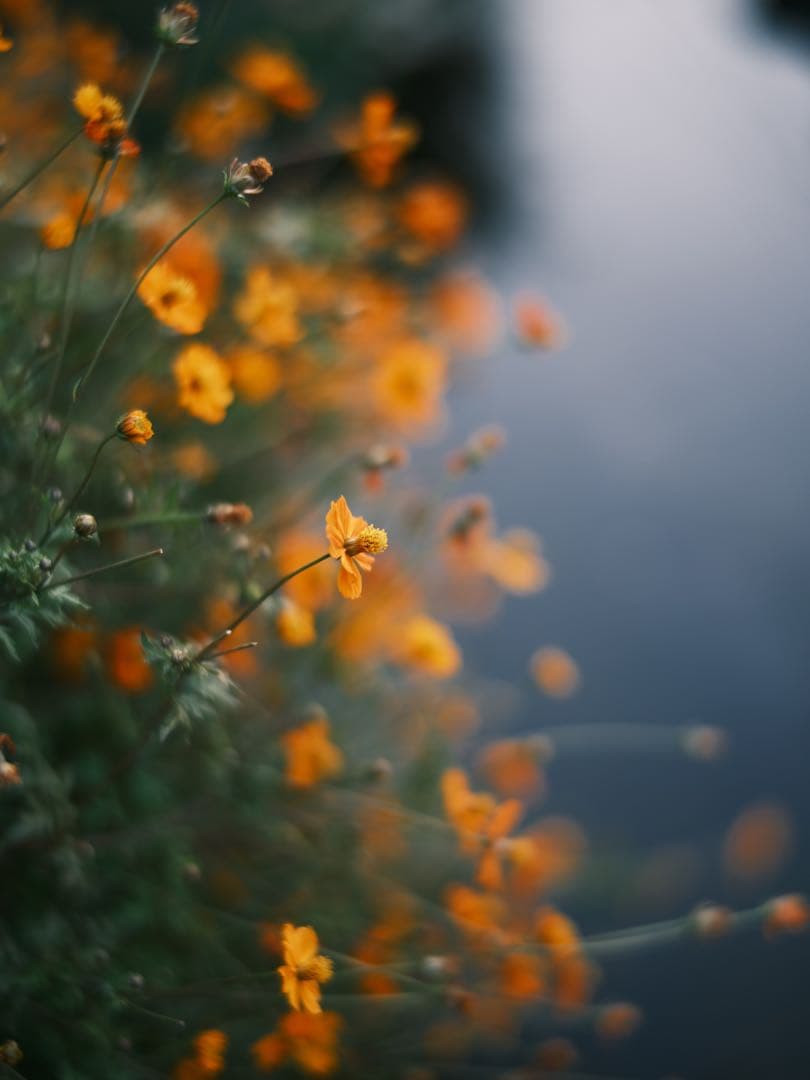 ほぼ新品○GFX用MITAKON speed master 65mm f1.4