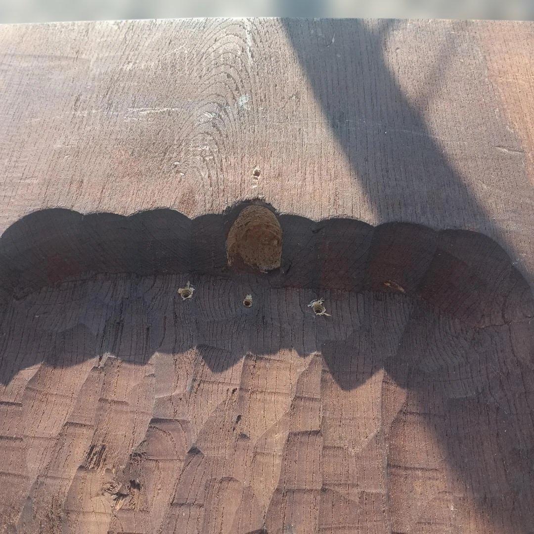 w*a様 ６０９２）木彫りの熊　丸太　天然木　壁掛け？