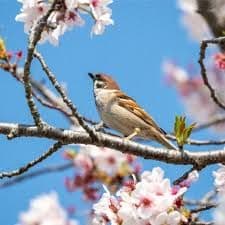maiくま様 ★ 確認用 シマエナガ、スズメ