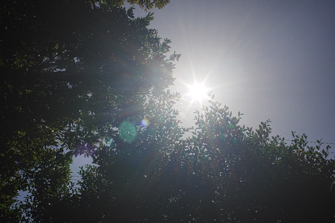 レンズ(単焦点) jugemu95 Distagon 35mm 1.4 MMJ 563