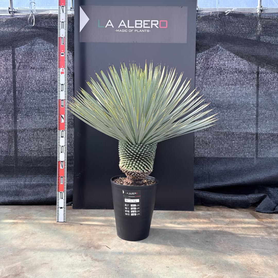 【AL1176】ユッカ　ロストラータ　超美形　極太　シルバーブルー　葉数多