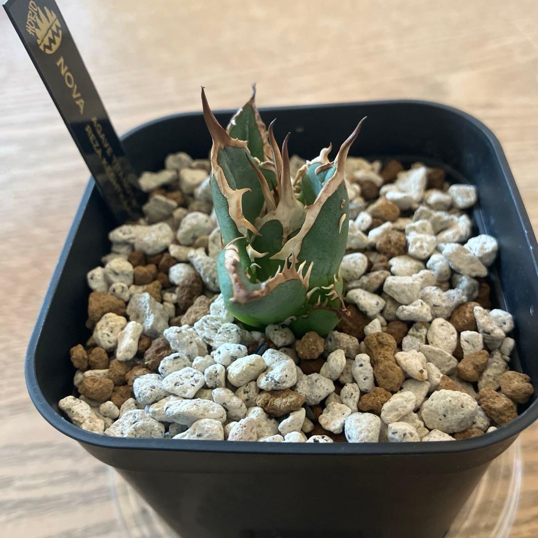 選抜【REZA産】イラン株　特選　太棘　アガベ　チタノタ　NOVA ノヴァ