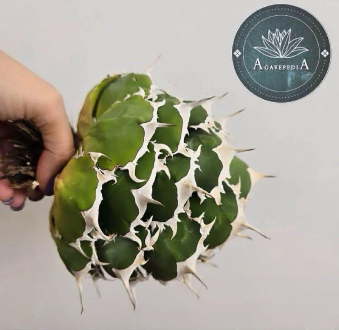 選抜【REZA産】イラン株　特選　太棘　アガベ　チタノタ　NOVA ノヴァ