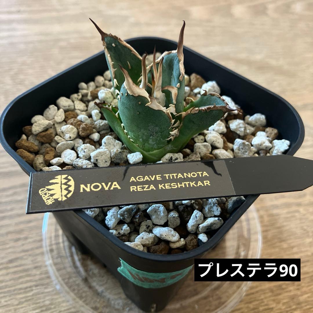 選抜【REZA産】イラン株　特選　太棘　アガベ　チタノタ　NOVA ノヴァ