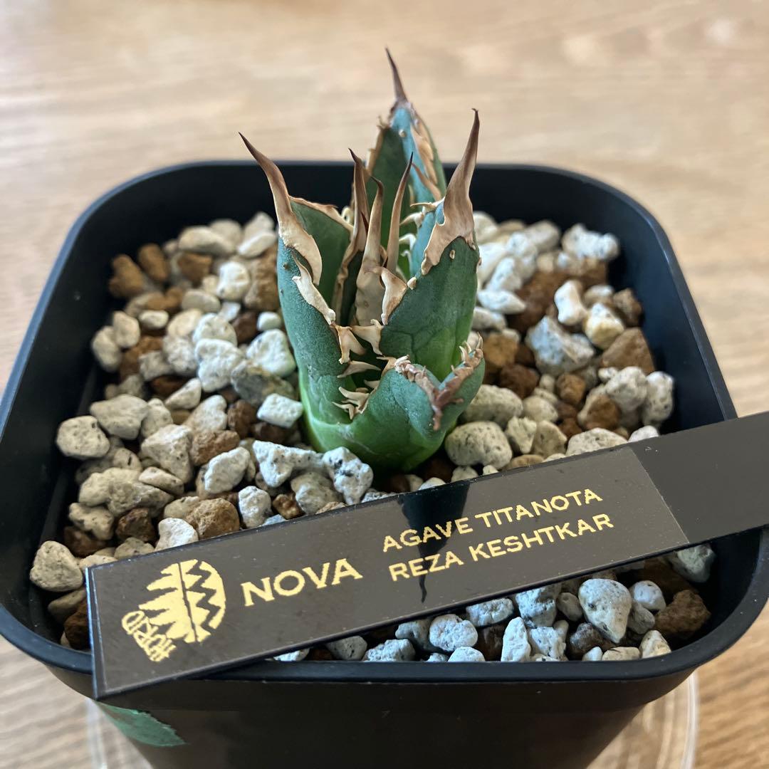 選抜【REZA産】イラン株　特選　太棘　アガベ　チタノタ　NOVA ノヴァ
