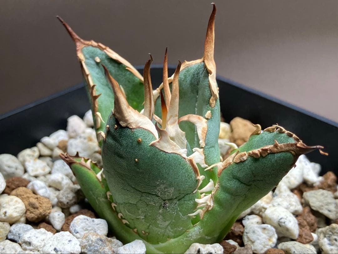 選抜【REZA産】イラン株　特選　太棘　アガベ　チタノタ　NOVA ノヴァ