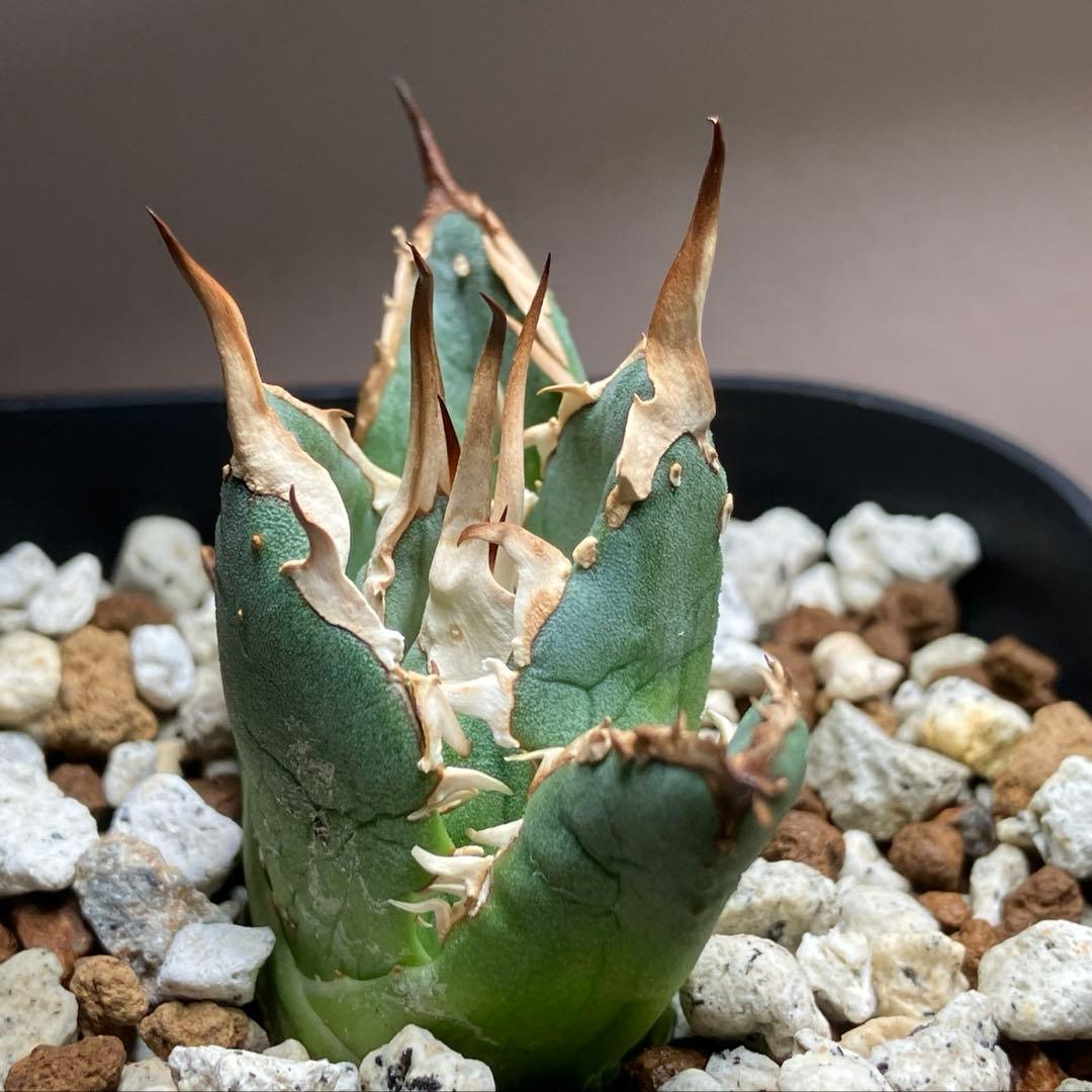 選抜【REZA産】イラン株　特選　太棘　アガベ　チタノタ　NOVA ノヴァ