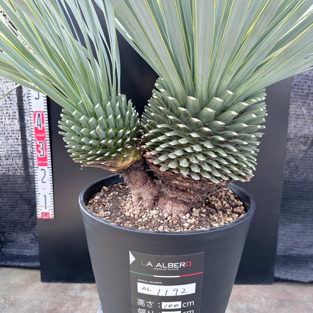 【AL1192】ユッカ　ロストラータ　ダブルベッド