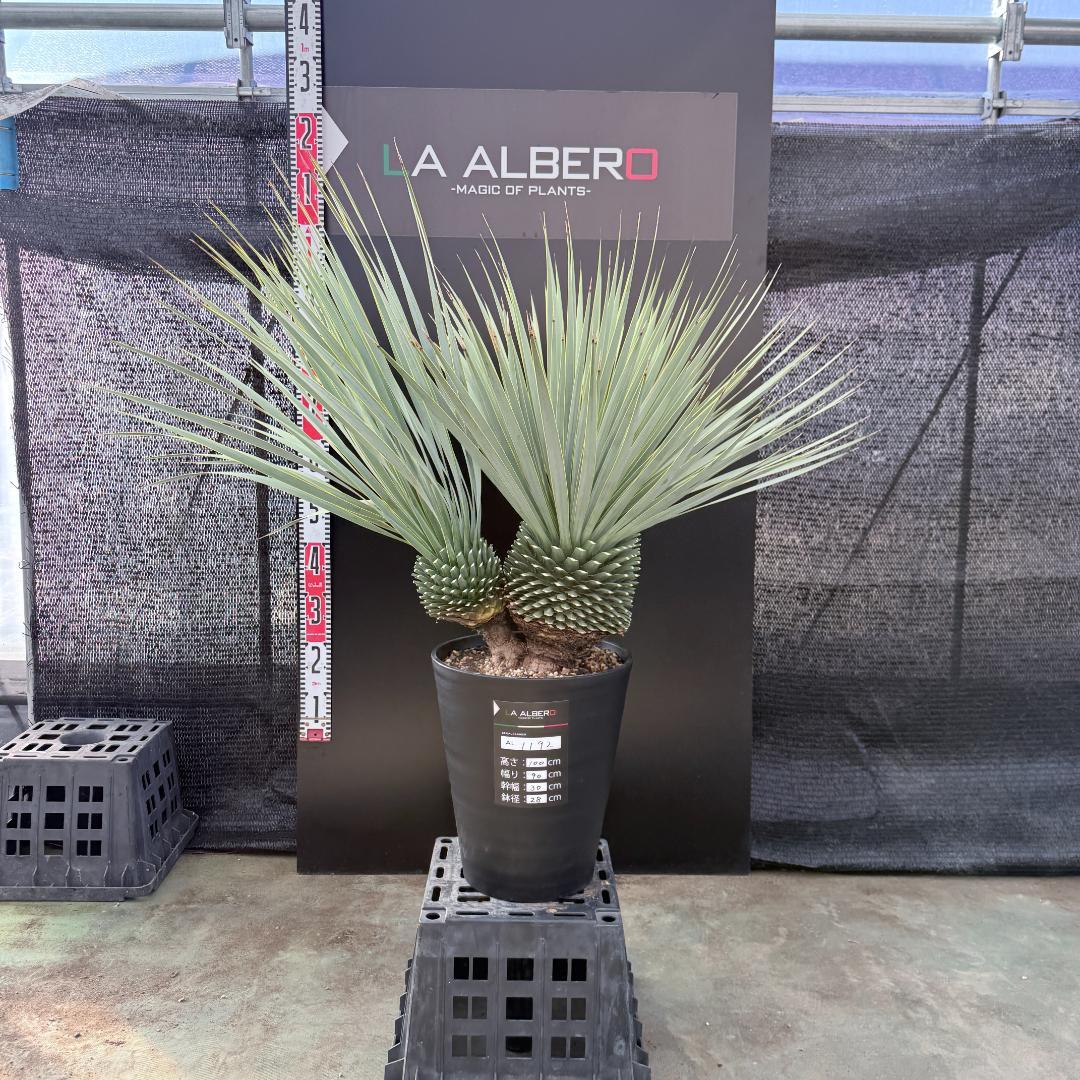 【AL1192】ユッカ　ロストラータ　ダブルベッド