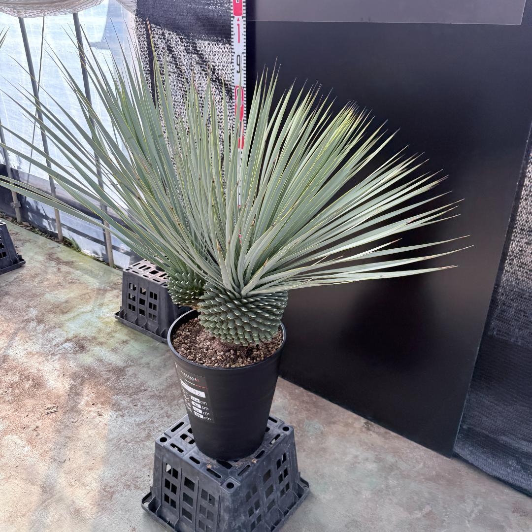 【AL1192】ユッカ　ロストラータ　ダブルベッド