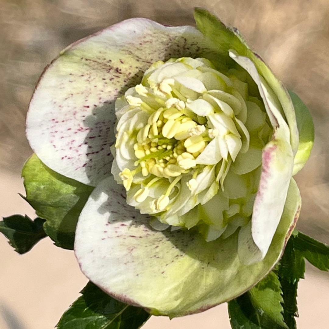 r*i様 ☘️ラスト2☘️超超超レア☘️❤️根充実❤️新芽❤️3280⭐️NEW