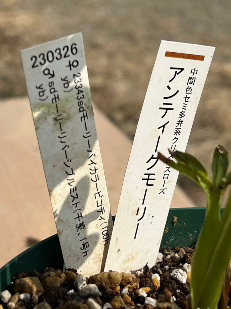 r*i様 ☘️ラスト2☘️超超超レア☘️❤️根充実❤️新芽❤️3280⭐️NEW