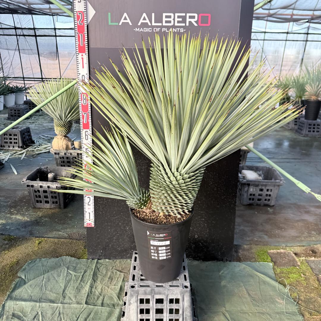 【AL1116】ユッカ　ロストラータ　希少ダブルヘッド