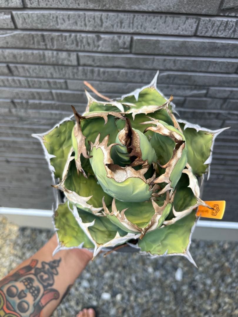 アガベ オアハカオテロイ