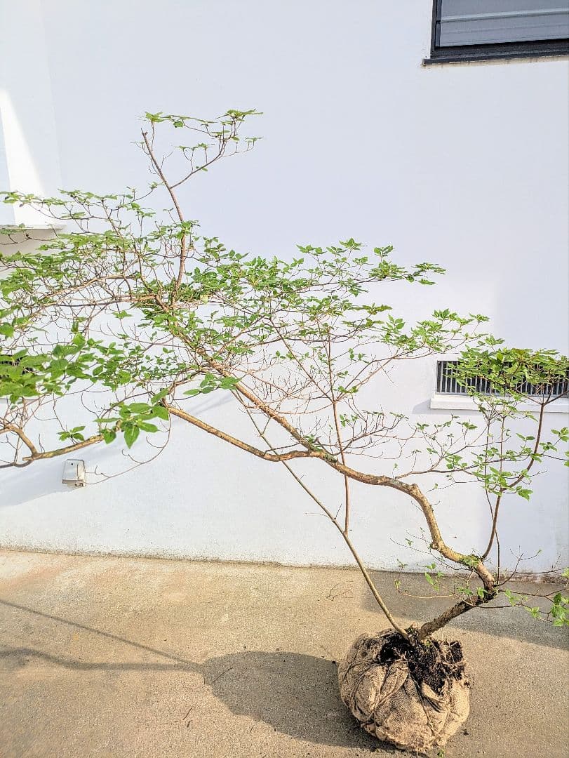 唯一無二。山採りヤマツツジ。