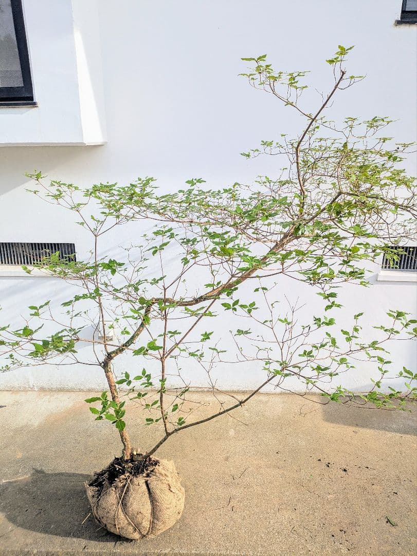 唯一無二。山採りヤマツツジ。