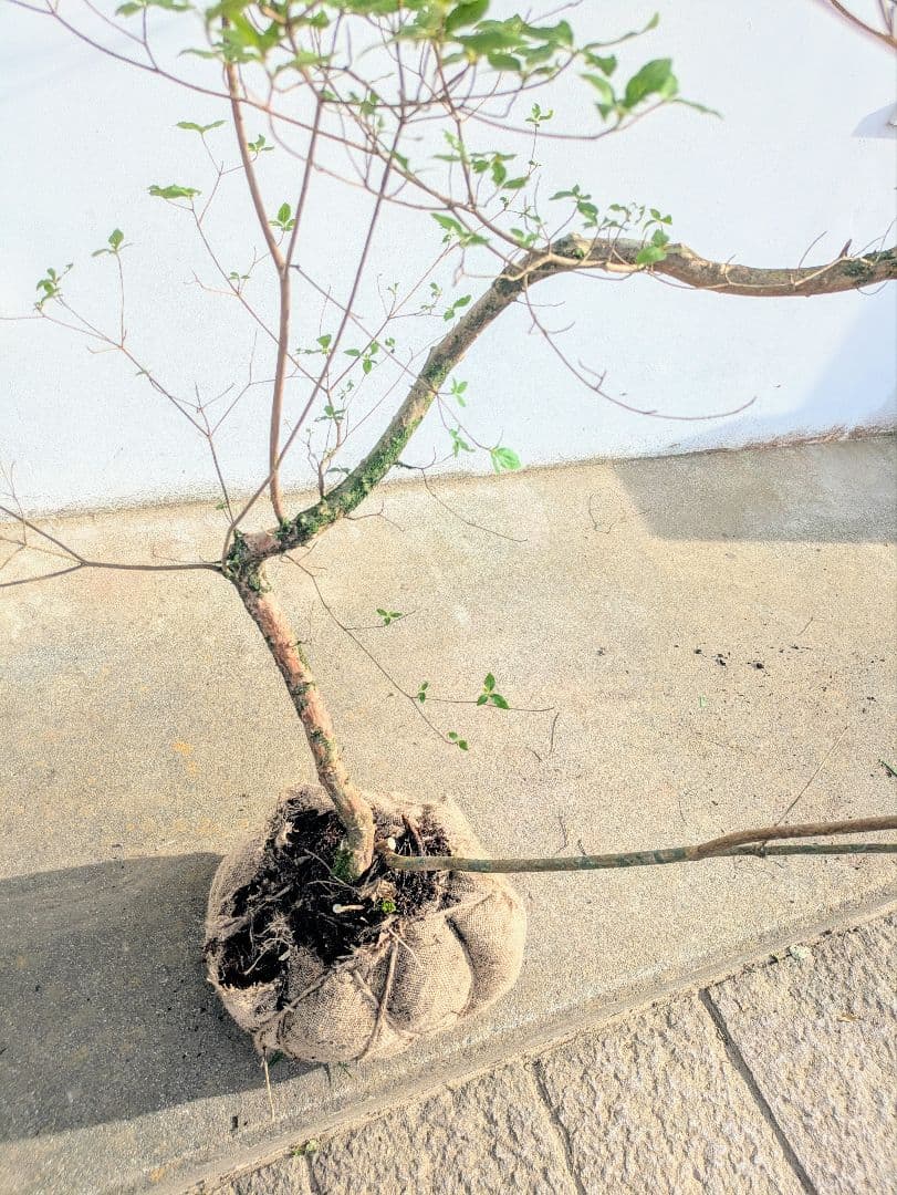 唯一無二。山採りヤマツツジ。