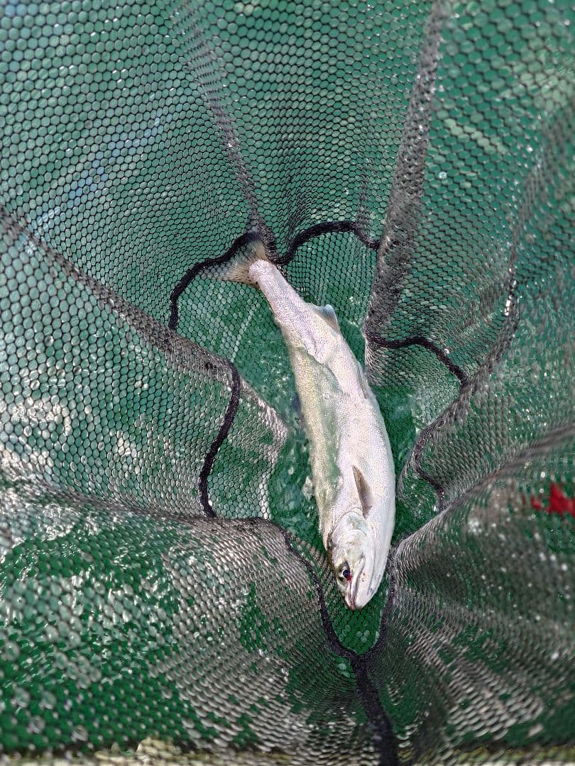 ビワマス釣り最強ルアー ！レイクトローリング ５個セット！