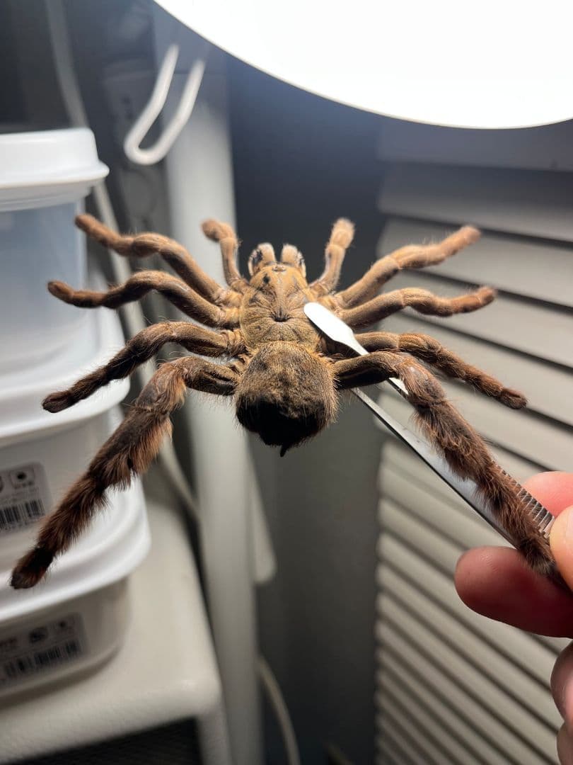 【標本】ベトナムスタウトレッグアースタイガータランチュラ LS14cm程