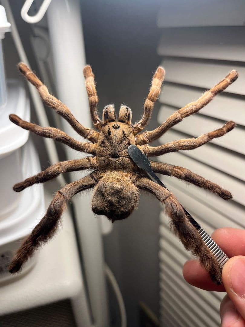 【標本】ベトナムスタウトレッグアースタイガータランチュラ LS14cm程