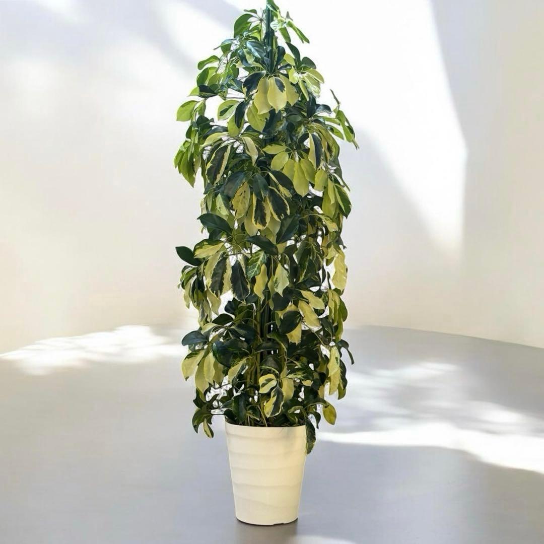 ☆ シェフレラ•ゴールドリーフ♪ 140cm 10号 リビングサイズ♪