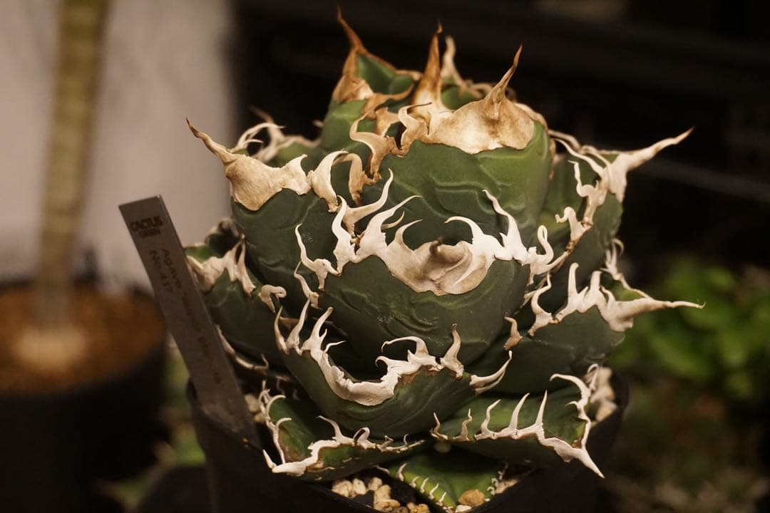 スーパーチタノタ　発根済み子株　cactus green産