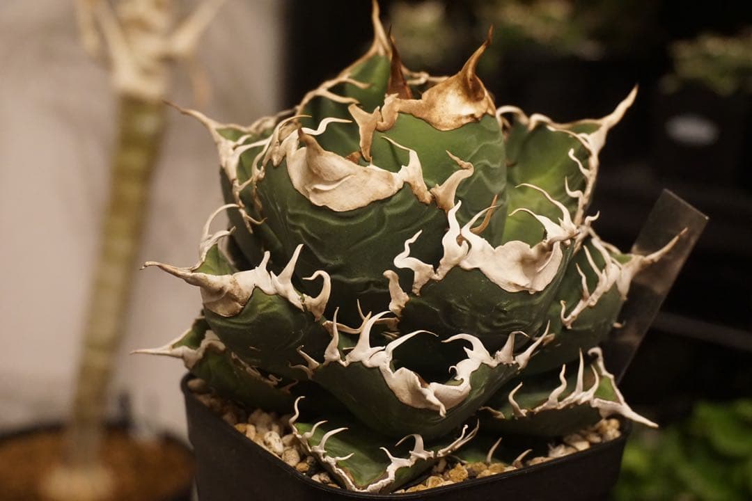 スーパーチタノタ　発根済み子株　cactus green産