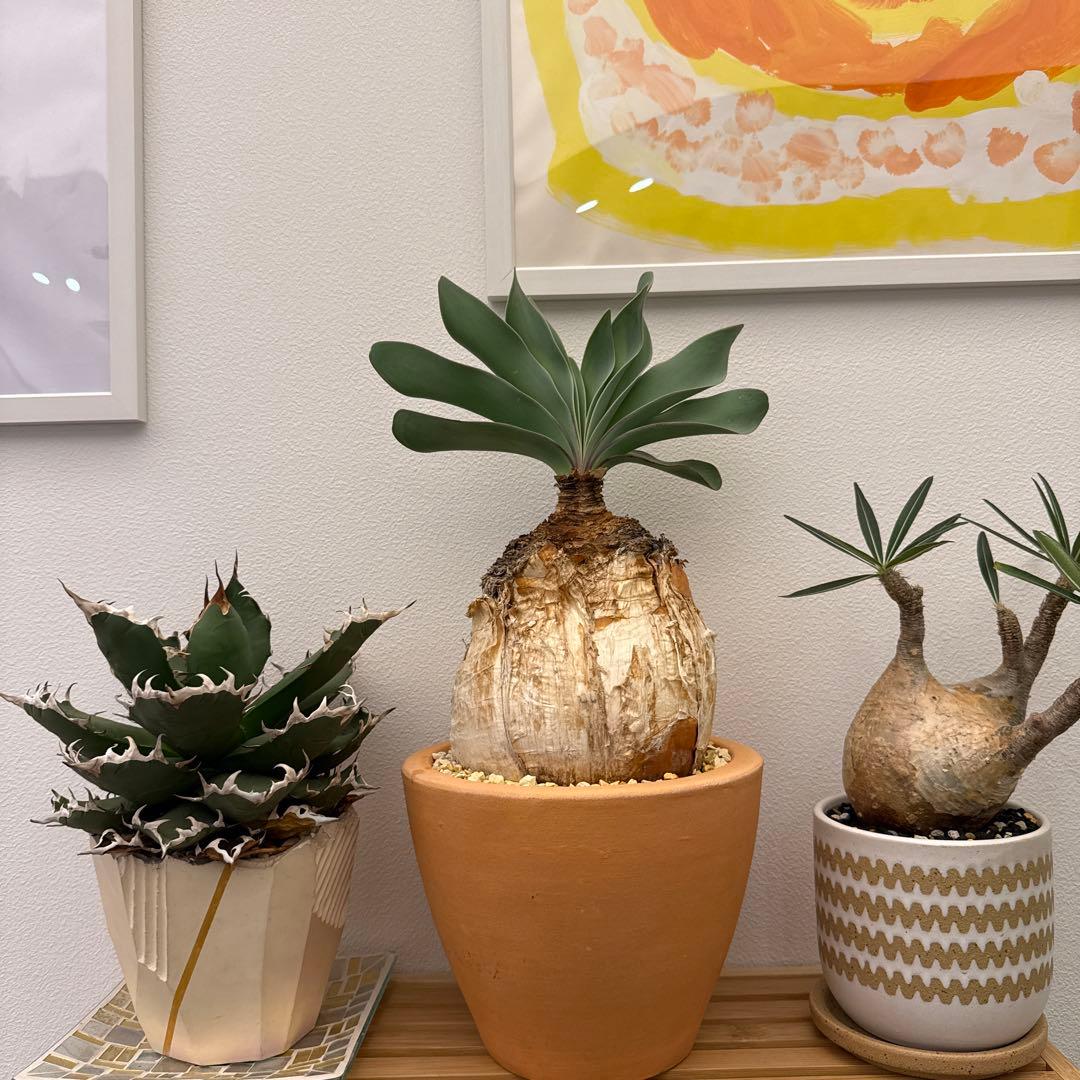 ブーファン　ハエマンソイデス　ハエマントイデス　発根済　冬型