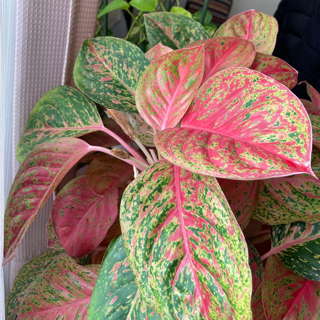 アグラオネマ　大株！zawaina