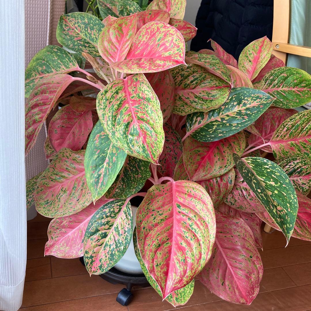 アグラオネマ　大株！zawaina