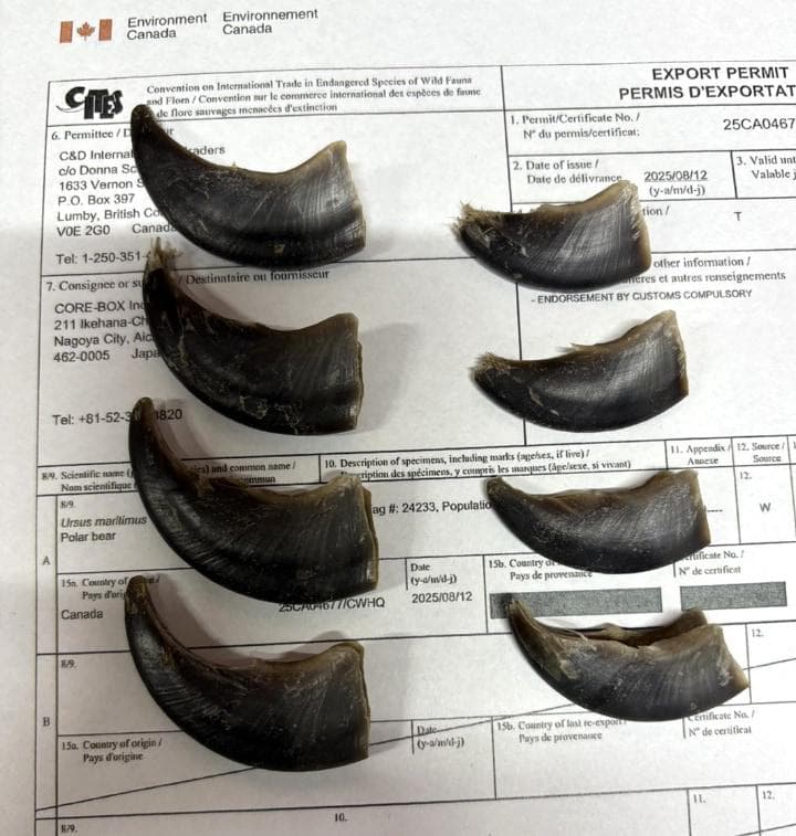 シロクマの爪　※CITES書類付