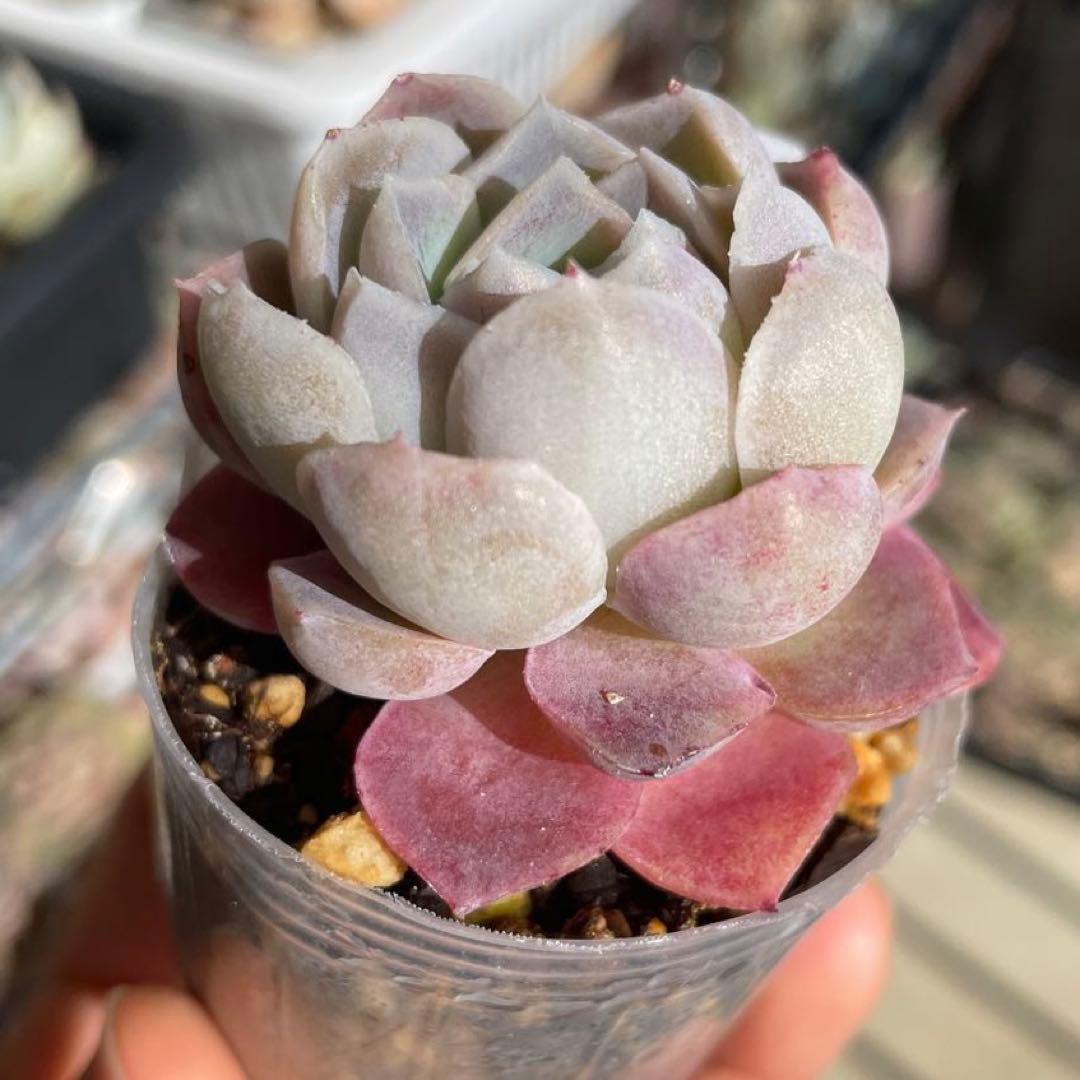 多肉植物エケベリア　Zebra ゼブラ　抜き苗