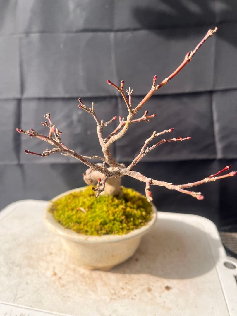紅葉盆栽