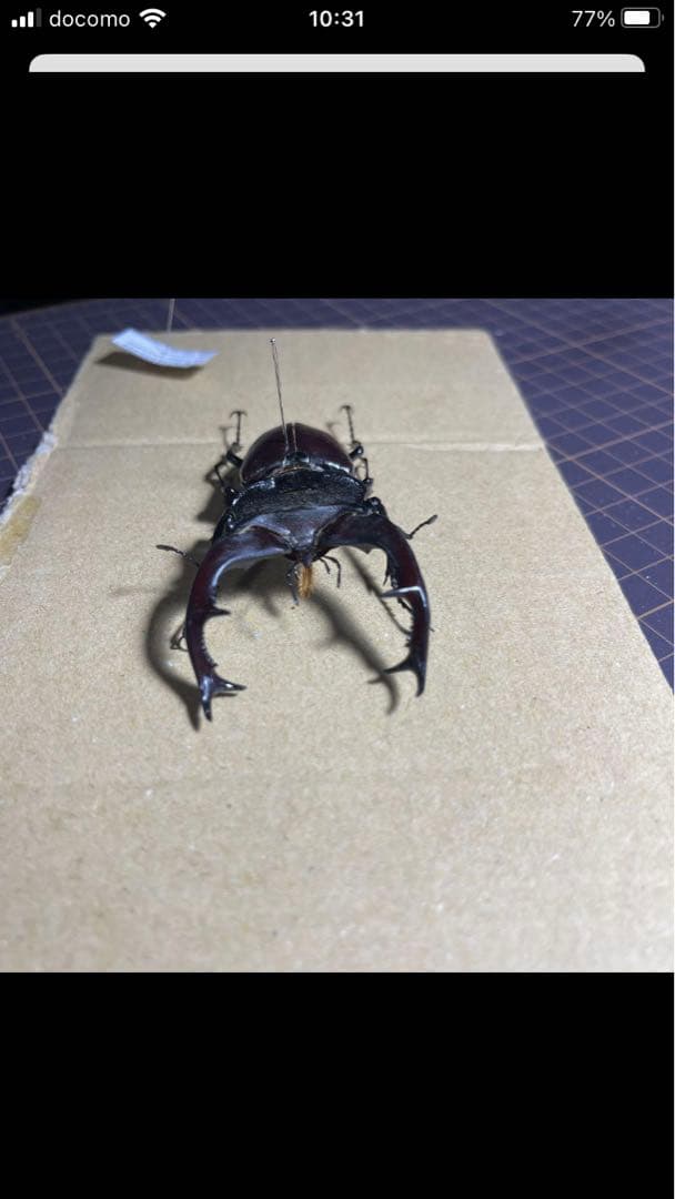 ヨーロッパミヤマクワガタ♂特大標本