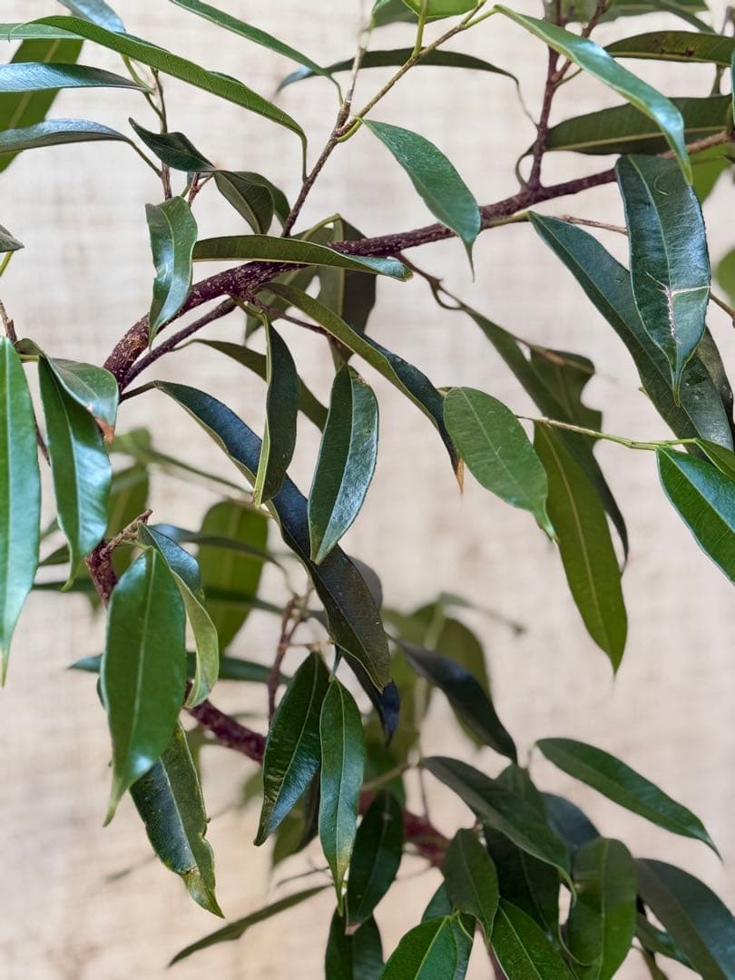 ☆フィカス アムステルダムキング♪ 曲がり仕立て 108cm♪