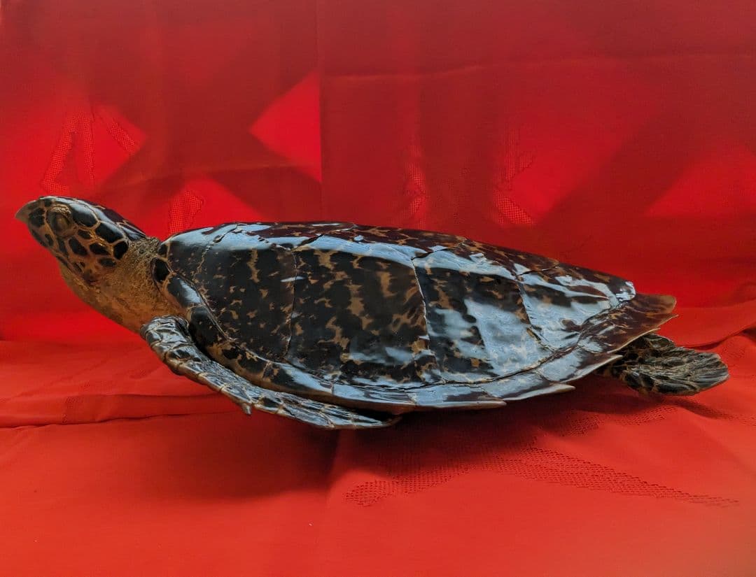 亀剥製（タイマイ) 置物　登録証付き【価格交渉承ります】