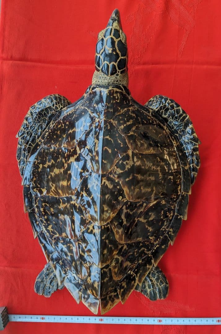 亀剥製（タイマイ) 置物　登録証付き【価格交渉承ります】