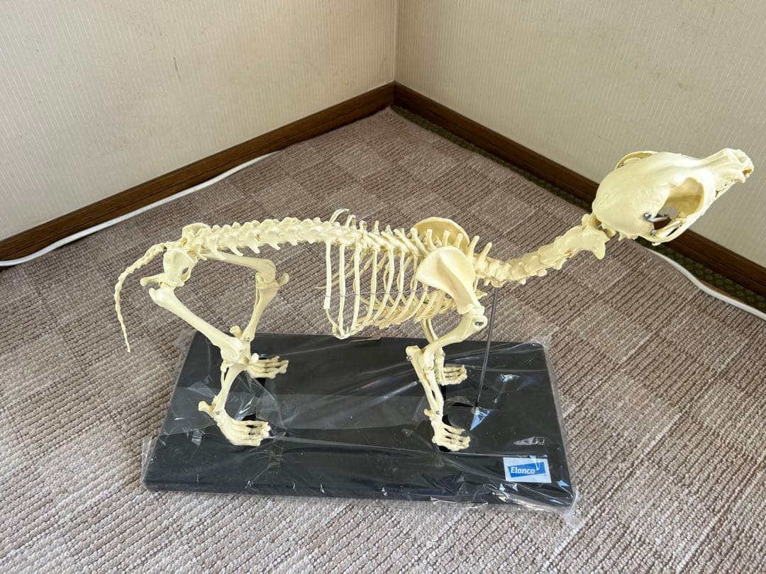 【未使用】　Elanco 犬の全身骨格模型【最終値下げ】