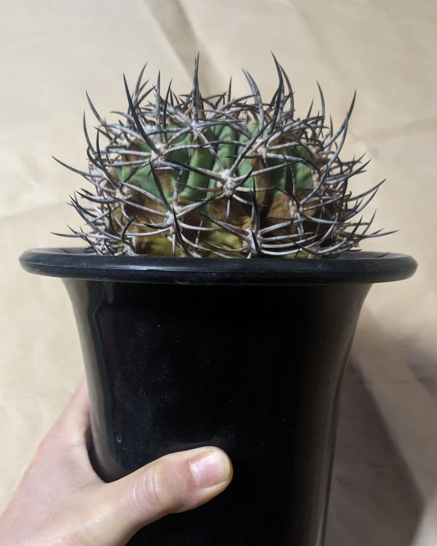 エリオシケ アウラータ 五百津玉 台付