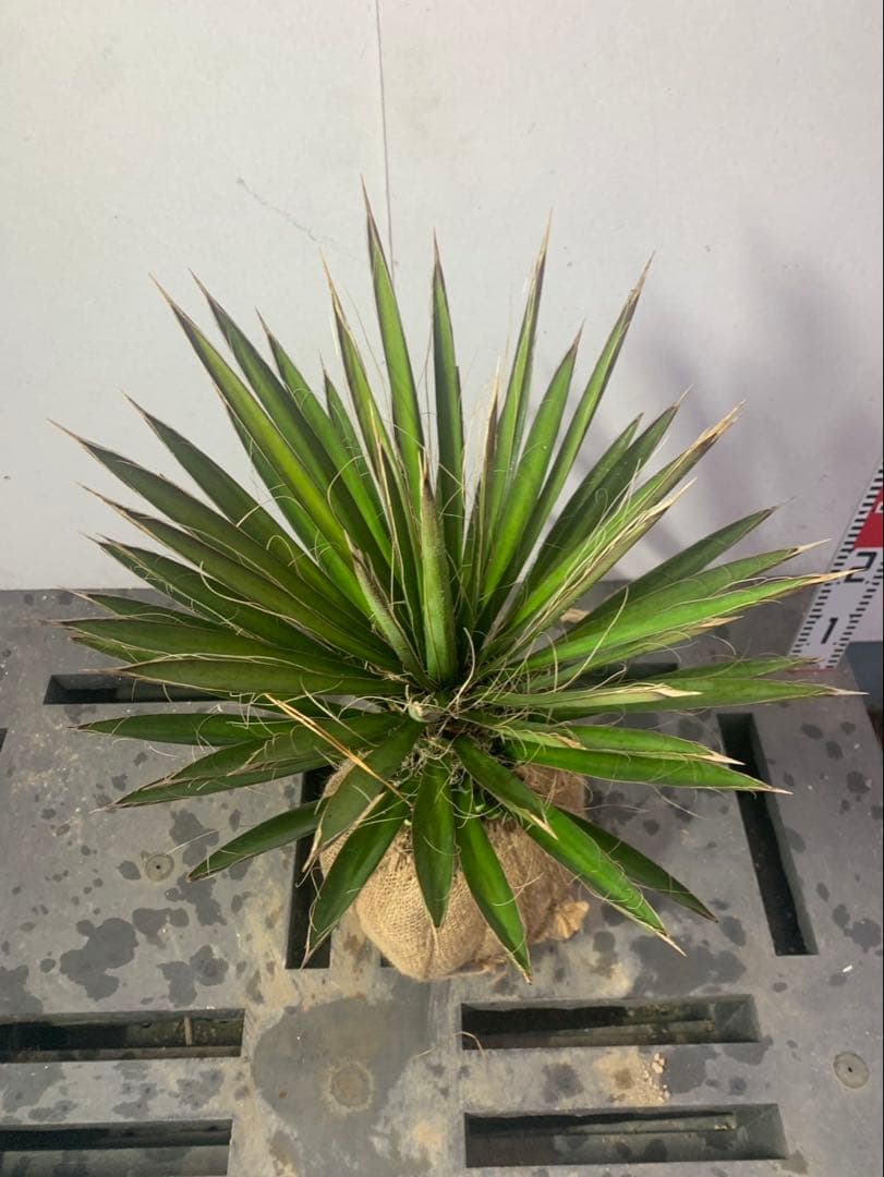 ユッカ　　フィリフェラ