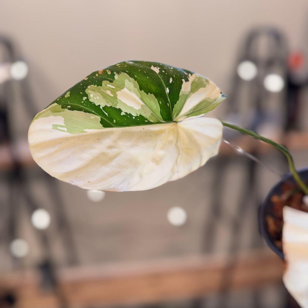 e*o様 31 フィロデンドロン　グロリオーサム　トリカラー　斑入り　超美株