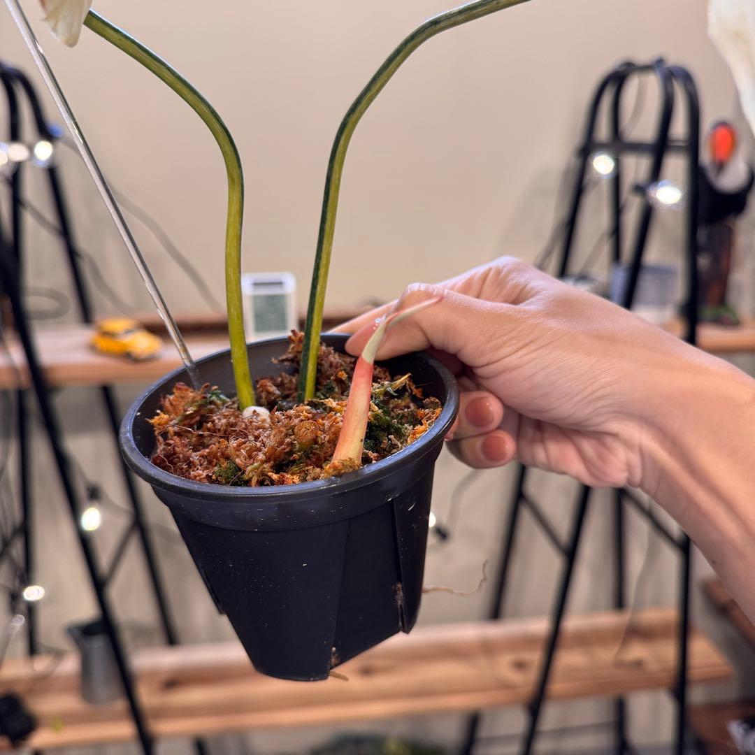 e*o様 31 フィロデンドロン　グロリオーサム　トリカラー　斑入り　超美株