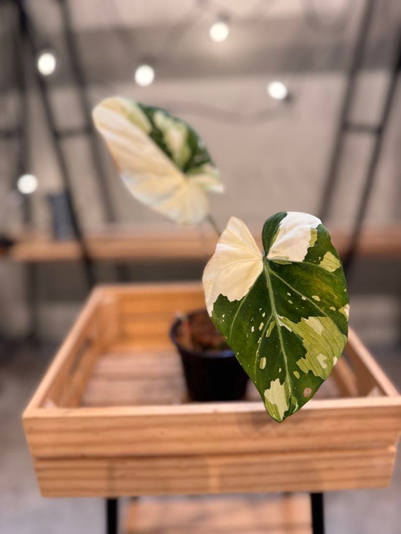 e*o様 31 フィロデンドロン　グロリオーサム　トリカラー　斑入り　超美株