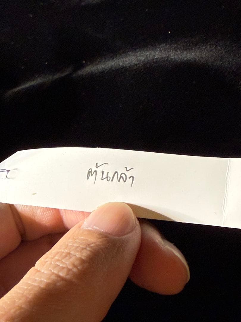 【トンクラさん新交配種】Faline#5 子株　タイ輸入株