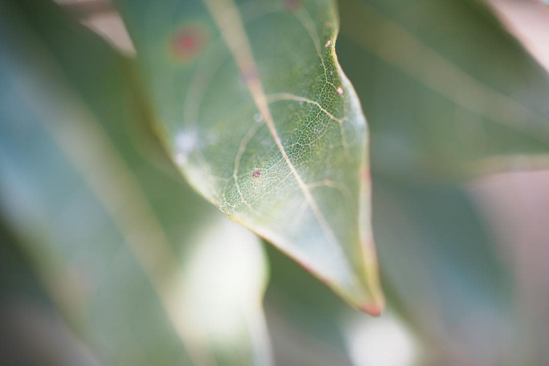 【神レンズ】オリンパス Zuiko auto macro 90mm F2 791