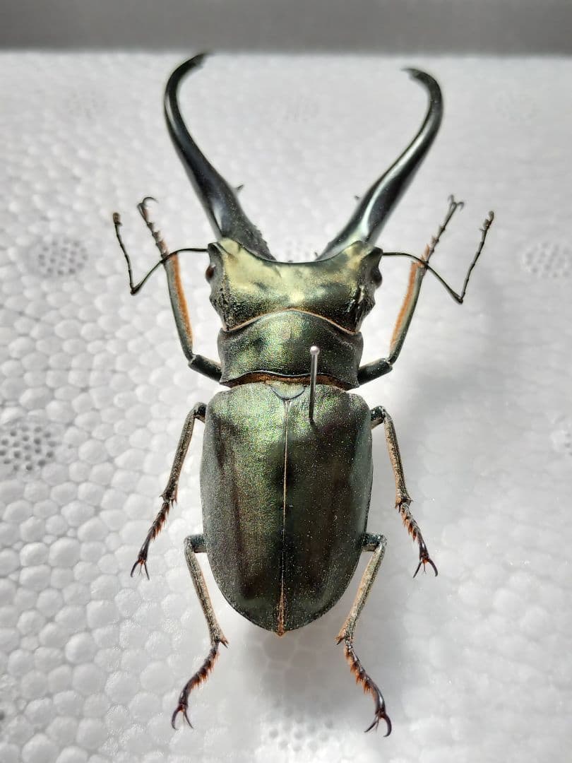特大モンギローニホソアカクワガタ標本（超貴重）