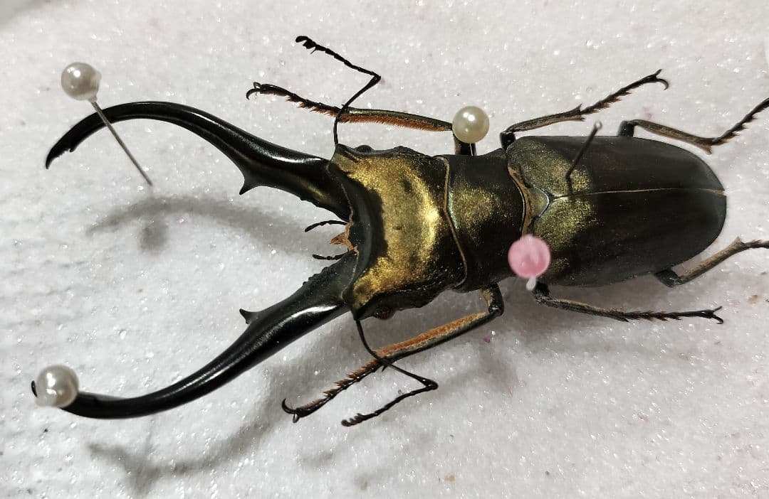 特大モンギローニホソアカクワガタ標本（超貴重）